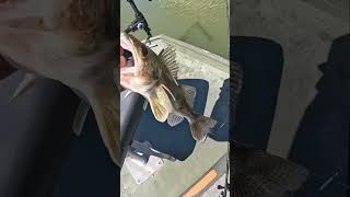 Last weekend’s catch hit different 🎣🔥 #FishingLife #WeekendVibes #CatchAndRelease #Angler #ohio