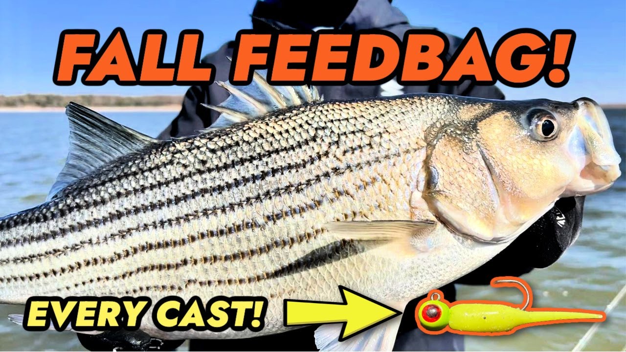 The Fall Feedbag is ON!! (Big Wind = Every Cast!)