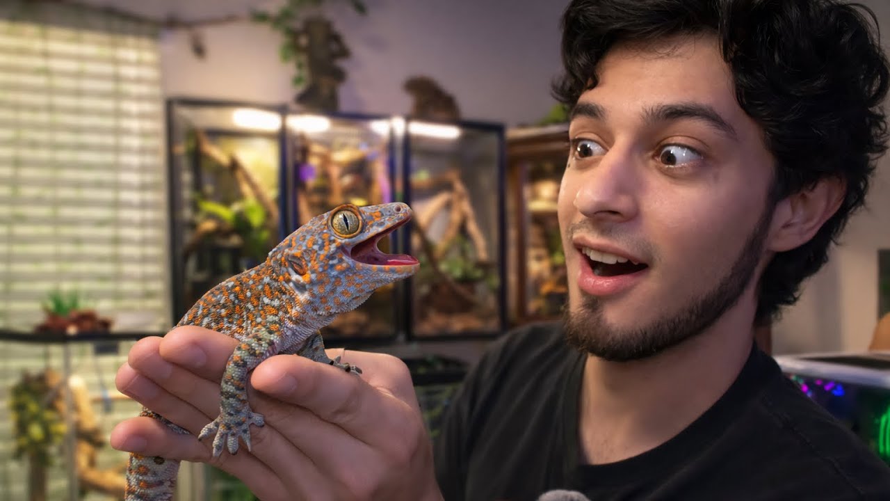 Así es la Mordida de un Tokay Gecko! Manejo de mi Acuario Comunitario - episodio 3