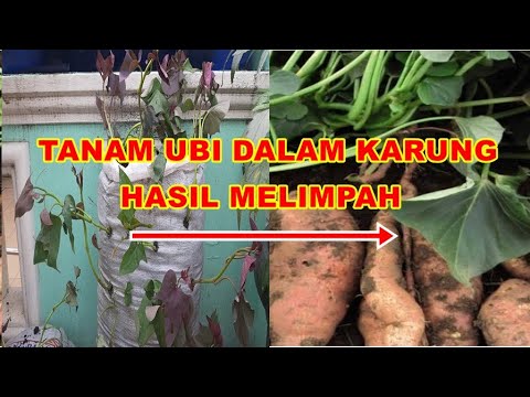 CARA MENANAM UBI DALAM KARUNG HASIL MELIMPAH 