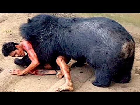 Video: Werden Schwarzbären Hunde angreifen?