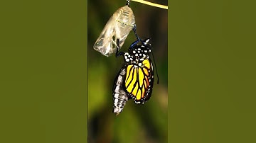 Emerging Monarch Butterfly from Its Chrysalis