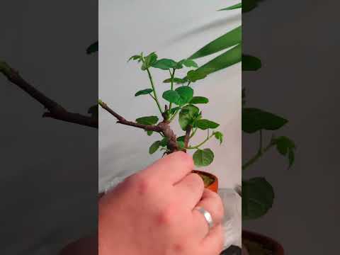 Video: Pollard Tree Snoei - Leer oor bome wat geskik is vir Pollard