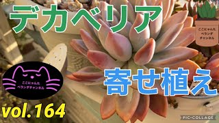 【多肉植物】【ベランダ多肉】【デカベリア】【多肉の寄せ植え】ここにゃんたベランダチャンネルvol.164