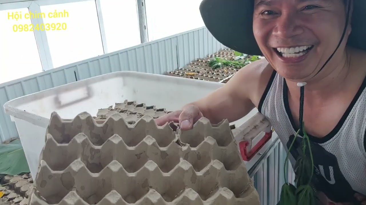 Hướng dẫn cách nuôi dế và ấp nở trứng dế