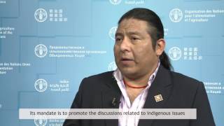 What are the main UN bodies mandated to focus on indigenous peoples?
