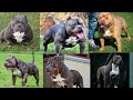 Different size and type of american Bully || micro american Bully