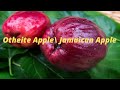 A Wonderful Surprise | Jamaican Apple Tree