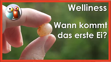 Ist Ei gut für Wellensittiche?