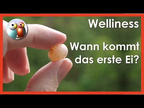 Video: Alter Vogel Legt Eier Bei 60