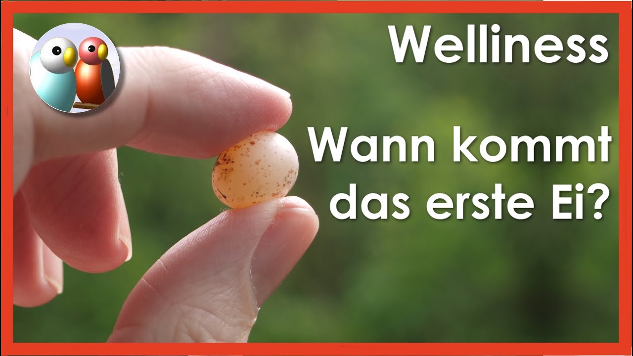 Wie Viele Eier Legt Ein Wellensittich Will mein Wellensittich Eier legen? Brutlust und Notfall Legenot 44/157