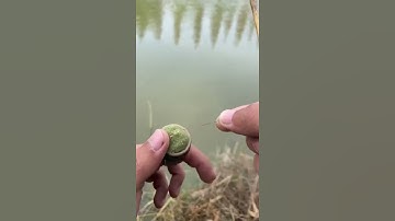 cần câu mini chuyên cảm giác