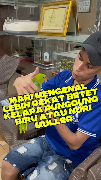 LET'S GET TO KNOW THE BLUE-BACKED COCONUT PALACE / MULLER'S PARROT #parrot #parrot #birds #parrot