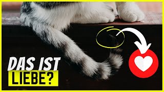 Die 10 schrägsten Arten, wie Katzen ihre Liebe zeigen