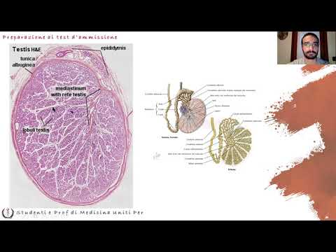 Video: Genitali Maschili: Anatomia, Funzione E Altro