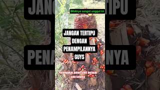 Pohon sawit berbuah tunggal #pohonsawit #buahsawit #sawit #kebunsawit #pertanian