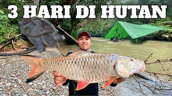 Camping Hujan Deras 3 Hari di Hutan Cuaca Buruk Sungai Banjir Adventure Fishing  Cooking Bushcraft