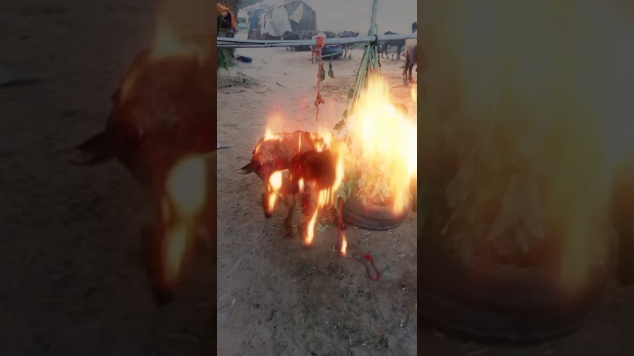 Village fire Goat || emotional shorts | 