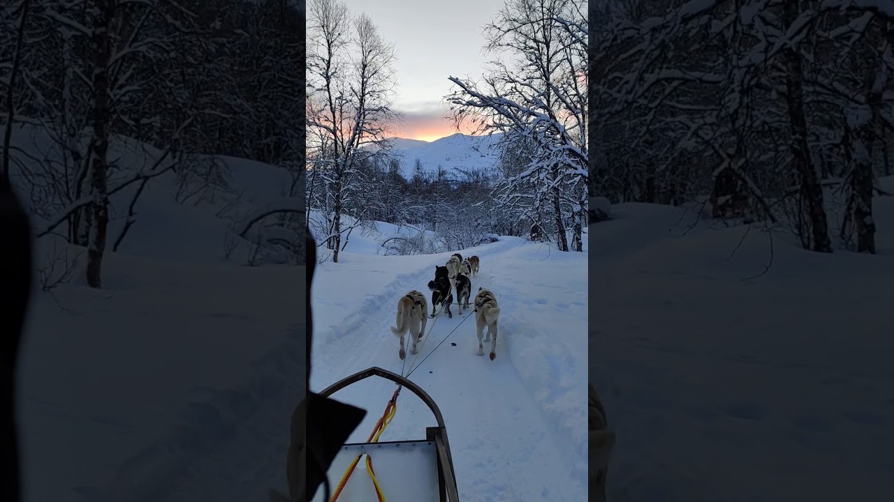 Morning dogsledding in Narvik.