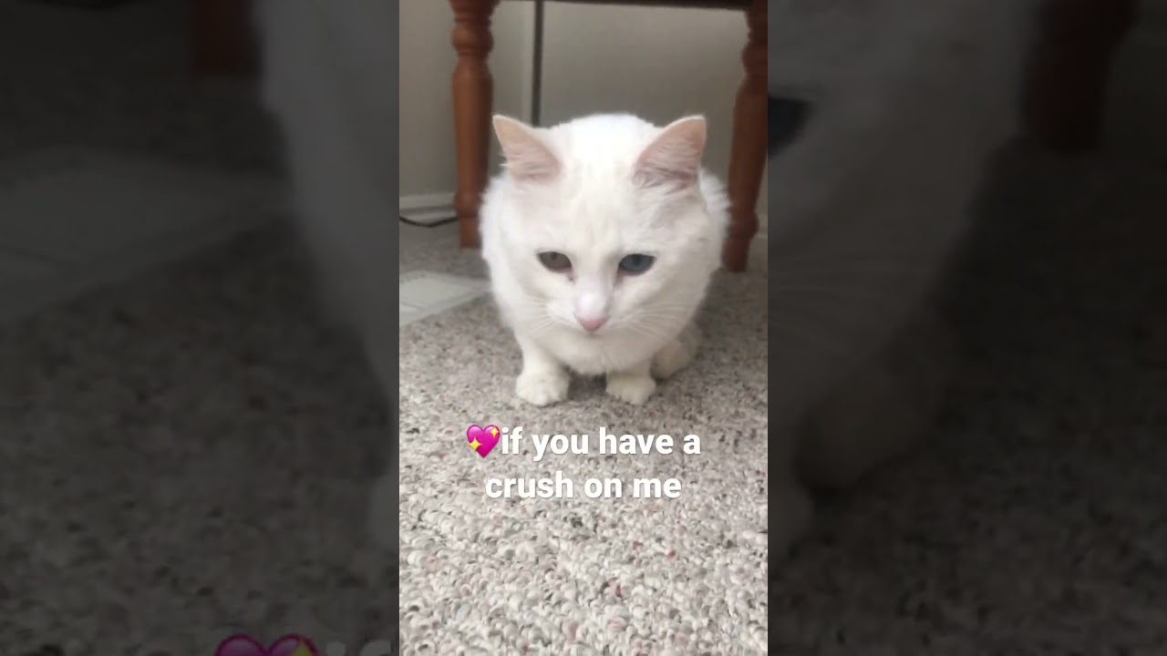 That’s just my baby kitty 🐈‍⬛ 😀 