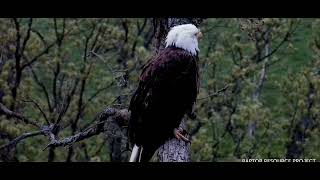 Decorah Eagles North 5/18/23 DNF waits for Breakfish, tells Mr. to hurry.. He leaves, she follows.