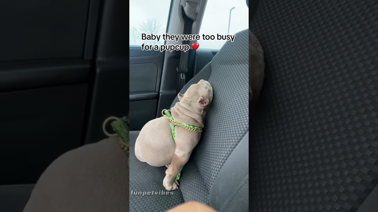 Sassy dog-#dog#doglover#dogvideos #funnydog#fyp