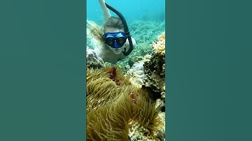 Real Life Finding Nemo🪸 #ocean #findingnemo #nemo #clownfish #dive #fish #anemone