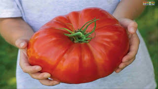 WOW! Giant Fruits and Vegetables You Won’t Believe