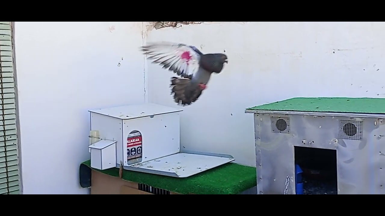 Volando al cabo , le falta físico pero una bestia siempre va de menor a más mucho calor 🥵