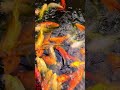 Hungry or Just Adorable? 😍 Watch These Colorful Fish Request for Food! 🐟🔥#watch #like #subscribe