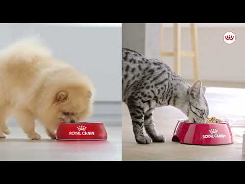 Royal Canin สูตรสำหรับน้องแมว น้องหมาเลี้ยงในบ้าน