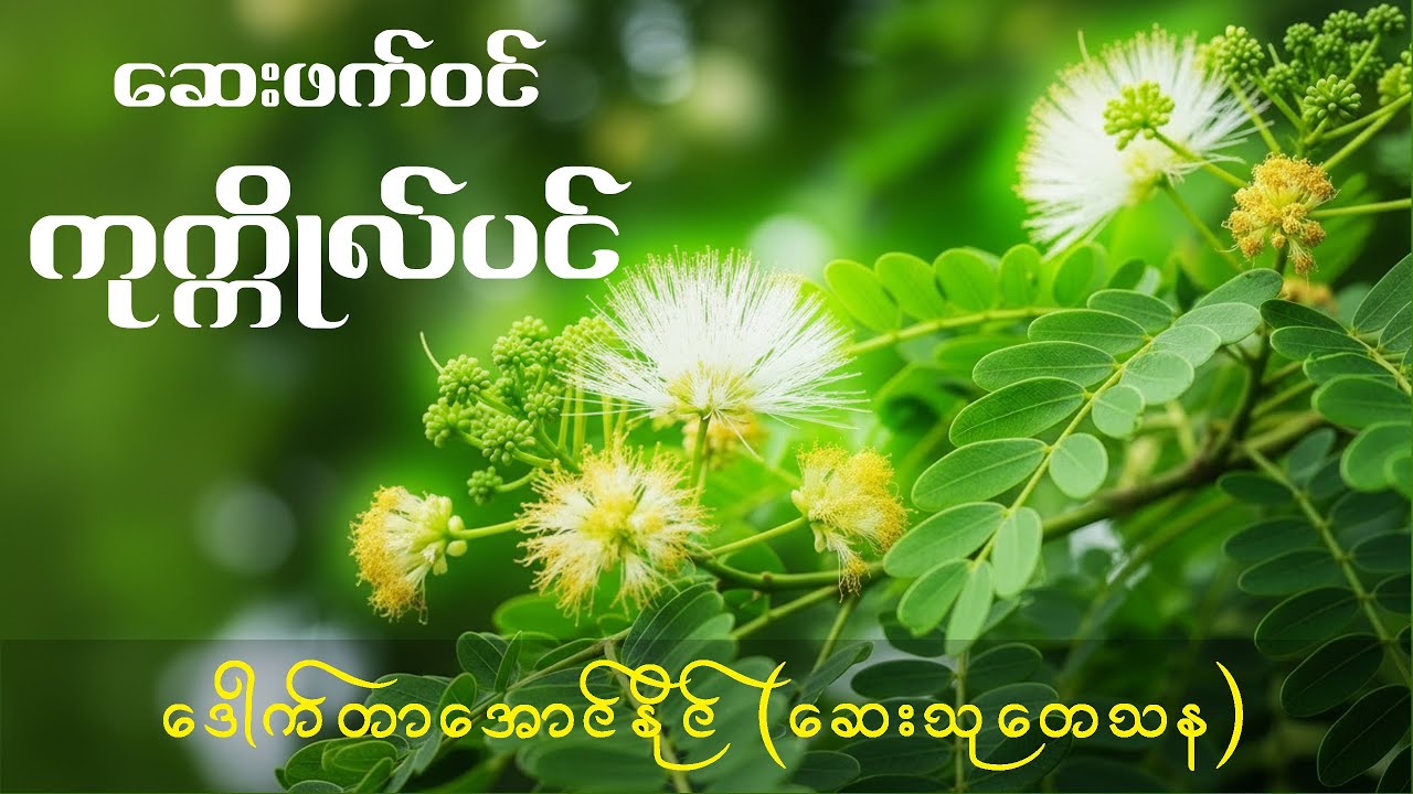 ဆေးဖက်ဝင်ကုက္ကိုလ်ပင် - ဒေါက်တာအောင်နိုင်(ဆေး/သု)