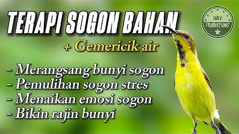 Terapi SOGON bahan untuk merangsang bunyi SOGON agar cepat bunyi #terapisogon #terapisogonagarbunyi
