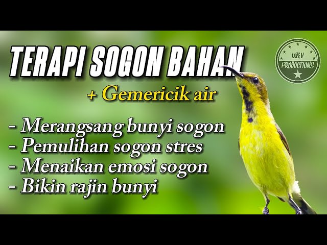 Terapi SOGON bahan untuk merangsang bunyi SOGON agar cepat bunyi #terapisogon #terapisogonagarbunyi class=