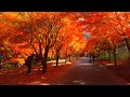 Japan's best autumn foliage, Lake Momiji daytime and illuminated!