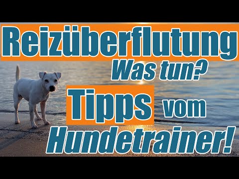 Video: 7 Dinge, die Sie über den Wheaten Terrier nicht wussten