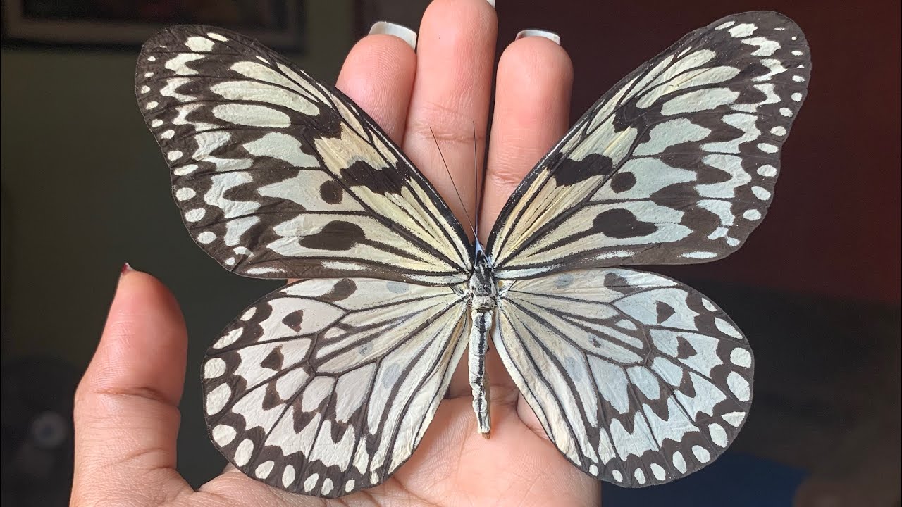 CÓMO ENCAPSULAR ALAS DE MARIPOSAS CON RESINA UV