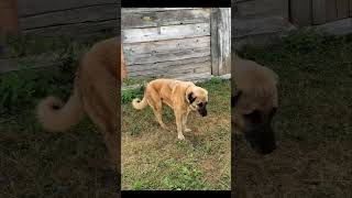 Gökhan Karakaya ve Dünya Tekin;Ocağa Koydum Kazan 🌲🎼🌳 #youtubeshorts #karadenizmüzik