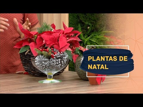 Vídeo: Planta De Casa Para O Natal