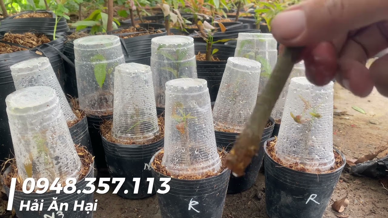 So sánh các loại thuốc kích rễ  trên mai vàng con 2023