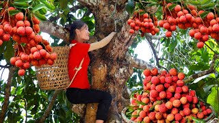 Harvesting LYCHEE - 2 year alone in the forest | Ella TV