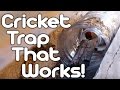 Cricket trap that works!