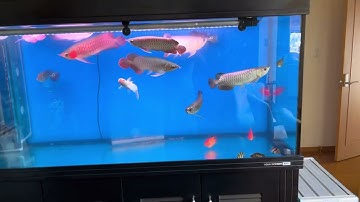 Nuôi Cá Rồng Cộng Đồng Huyết Long