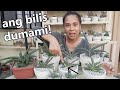 2 WAYS TO PROPAGATE SNAKE PLANTS (Sansevieria)! || Very Easy To Propagate :)