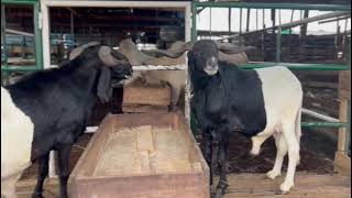 fattening Rams Nigeria