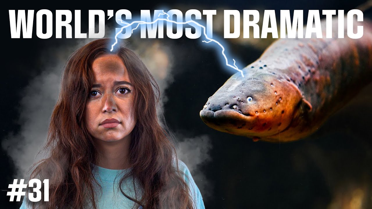 World's Most Dramatic: How Do Electric Eels Make Electricity?