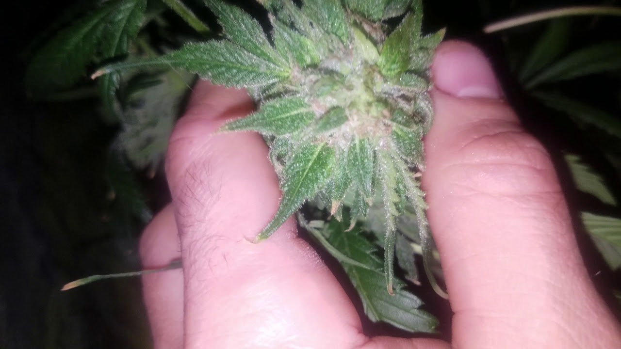 Rainbow Jones HAZE  and Ghost train haze #1 week 9