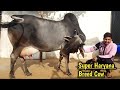 👍(Milk -18Litres)👍 Pure Haryana Breed Cow in Black Colour @Bhiwani.👍(Owner Ankit  -8570093040).👍