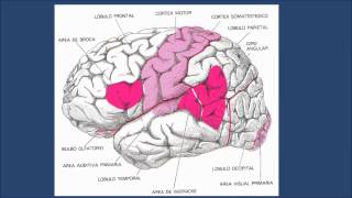 Moderada enfermedad de pequeños cerebrovascular vasos