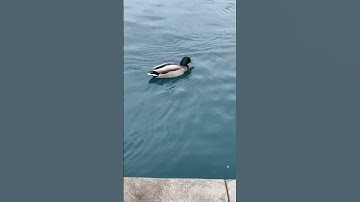 Thumbnail of #Temecula garden # duck song